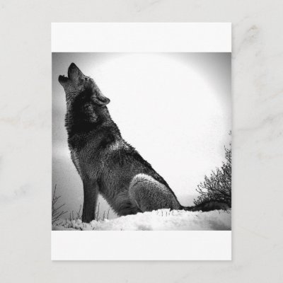 Howling Wolf in Snow Post Card