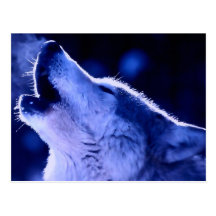 Howling Wolf Post Card