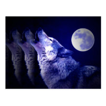 Howling Wolf Post Card