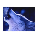 Howling Wolf Post Card