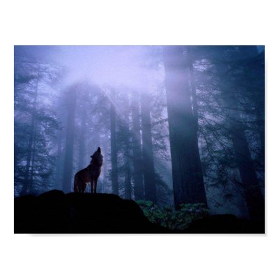 Howling Wolf Poster by beverlytazangel