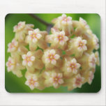 Hoya samoensis Mousepad