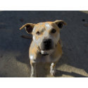 HPIM0889, Help a Pit Bull Neuter Michael Vick t-shirts