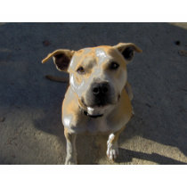 HPIM0889, Help a Pit Bull Neuter Michael Vick t-shirts