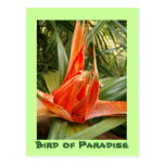 HPIM3047, Bird of Paradise Postcard