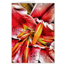 HPIM4178_fhdr cards