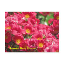 HRG Carefree Spirit Rose Postcard #310  0310