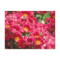 HRG Carefree Spirit Rose Postcard #8