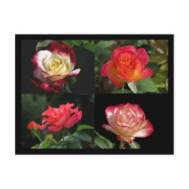 HRG Collage of roses Postcard #10  010