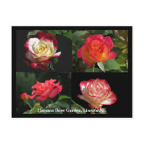 HRG Collage of roses Postcard #2Y  02