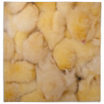 Huddled Chicks as Background Printed Napkin