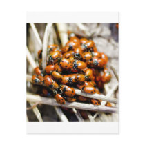 Hudling In For Winter Postcard