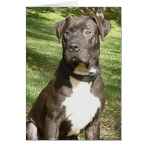 Hudson Blank Card by Humane_Society Hudson Blank Card