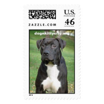 Hudson - dognkittcity.org Stamp by Humane_Society Hudson - dognkittcity.org Stamp