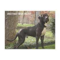 Hudson - Greetings from Dallas! Postcard by Humane_Society Hudson - Greetings from Dallas! Postcard