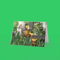 Hudson Irises cards
