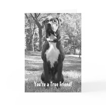 Hudson - You're a True Friend Card by Humane_Society Hudson - You're a True Friend Card