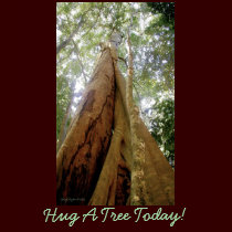 "HUG A TREE TODAY!" Tops t-shirts by RavenSpiritPrints "HUG A TREE TODAY!" Tops t-shirts