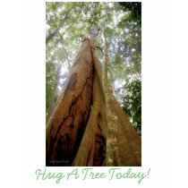 "HUG A TREE TODAY!" Tops t-shirts
