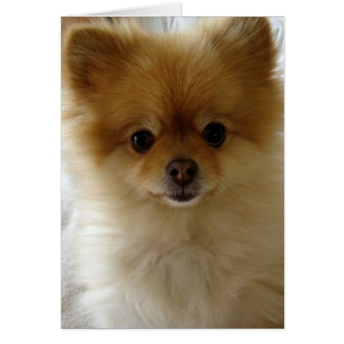 Hug Me - Cuddly Pup card