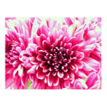 canvas, art, pink, flowers, flower, modern,
