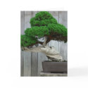 Huge Juniper Bonsai cards