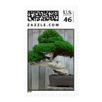 Huge Juniper Bonsai Postage Stamp