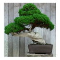 Huge Juniper Bonsai posters