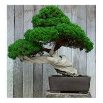 Huge Juniper Bonsai posters