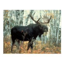 Huge Moose Post Card