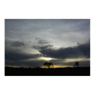 Huge Poster of Oaks in Setting Sun in Paso Robles print