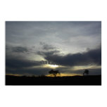 Huge Poster of Oaks in Setting Sun in Paso Robles