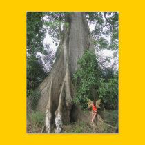 Huge tree and girl postcards