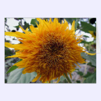 Huggable Sunflower cards