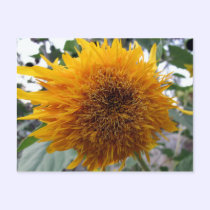 Huggable Sunflower postcards