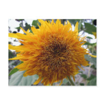 Huggable Sunflower Postcard