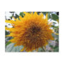 sunflower, huggable, hug, yellow, orange,