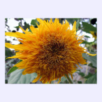 Huggable Sunflower posters