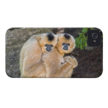 Hugging Buff Cheeked Gibbons Case-Mate iPhone 4 Cases