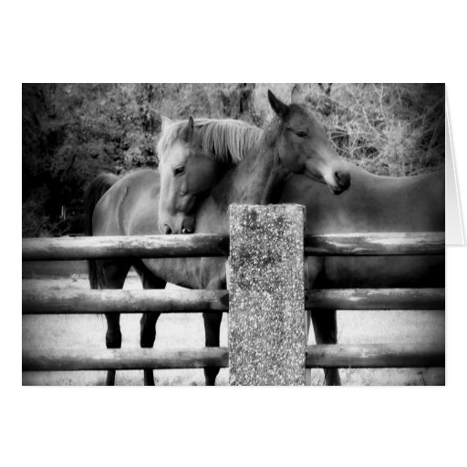 Hugging Horses - It's Love! Greeting Cards