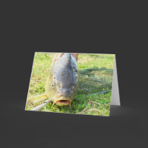 Huh? - Carp Close up cards