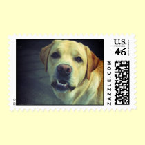 Huh?! - Goofy Labrador postage