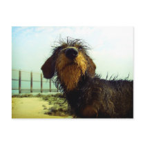 Huh? postcards by Rainmountain Huh? postcards