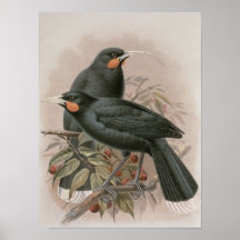 Huia Print