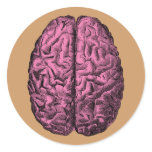 Human Anatomy Brain Sticker