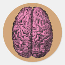 Human Anatomy Brain Sticker