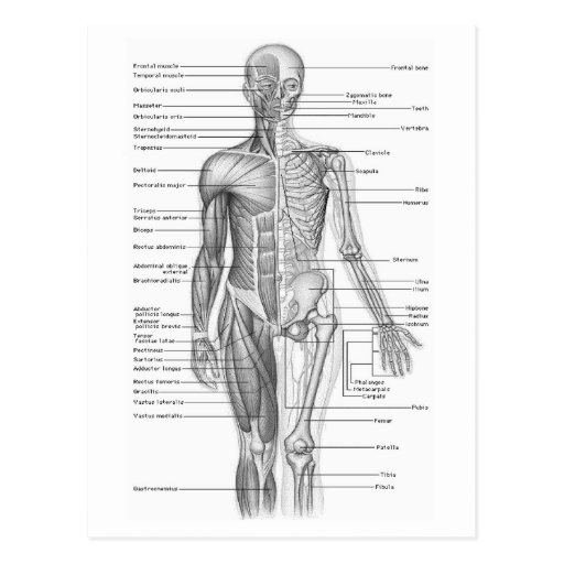 Human Anatomy Chart Postcard | Zazzle