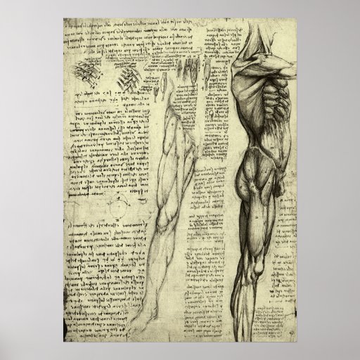 Human Anatomy Male Muscles by Leonardo da Vinci Poster | Zazzle