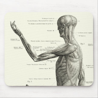 Anatomy Diagram Mouse Pads | Zazzle