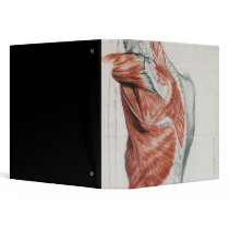 Human Anatomy; Muscles of the Torso and Shoulder Binders
